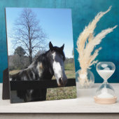 Plaque Photo Brown &blanc, Cheval Peint, ciel bleu vif (Côté)