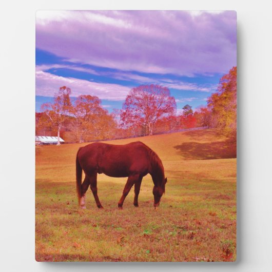 Plaque Photo > Brown dans un champ de couleur onirique (Devant)