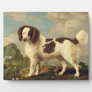 Plaque Photo Brown et blanc Norfolk ou Water Spaniel, 1778 (oi