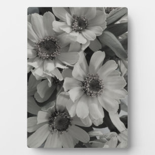 Plaque Photo Brown Eyed Susan Flowers