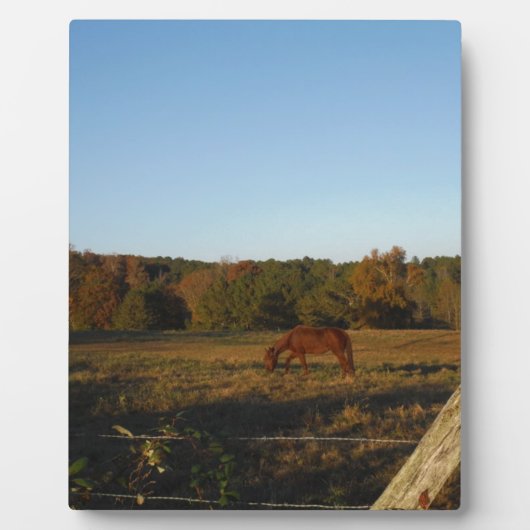 Plaque Photo Brown horse in the Sun (Devant)