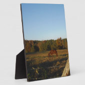 Plaque Photo Brown horse in the Sun (Côté)