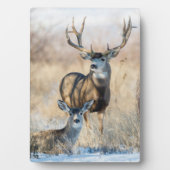 Plaque Photo Buck Couple | Mule Deer (Devant)