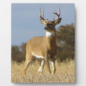 Plaque Photo Buck Whitetail (Devant)