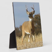 Plaque Photo Buck Whitetail (Côté)