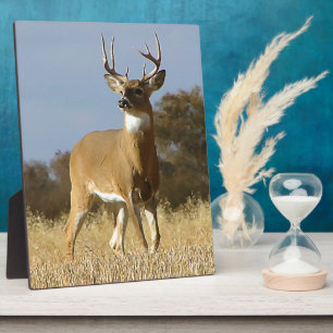 Plaque Photo Buck Whitetail