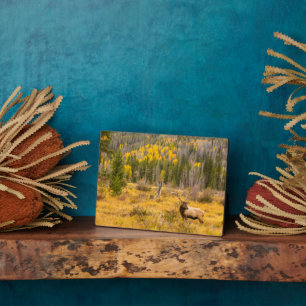Plaque Photo Bull Elk   Rocky Mountain National Park Colorado