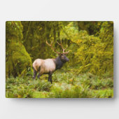 Plaque Photo Bull Roosevelt Elk Debout Dans Le Pré (Devant)