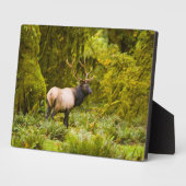 Plaque Photo Bull Roosevelt Elk Debout Dans Le Pré (Côté)