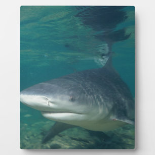 Plaque Photo Bullshark