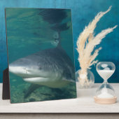 Plaque Photo Bullshark (Côté)