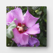 Plaque Photo Bumblebebe sur la fleur d'Hibiscus (Devant)