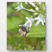 Plaque Photo Bumblebee & fleurs (Devant)
