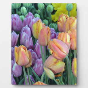 Plaque Photo Bunch de tulipes colorées