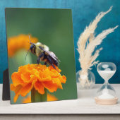 Plaque Photo Busy Bee (Côté)