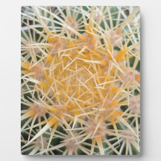 Plaque Photo Cactus (Devant)