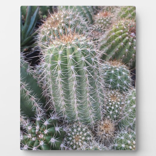 Plaque Photo Cactus (Devant)