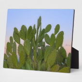 Plaque Photo Cactus et sisal en forêt sèche (Côté)