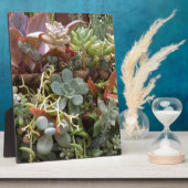 Plaque Photo Cactus multicolores (Côté)