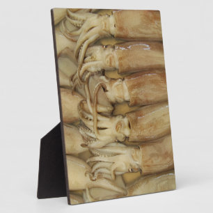Plaque Photo Calamari