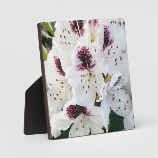 Plaque Photo Calsap Rhododendrons (Recto)