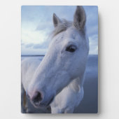 Plaque Photo Camargue Horse (Devant)