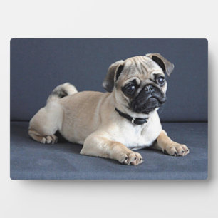 Plaque Photo Canapé de Puppy