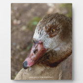 Plaque Photo Canard (Devant)