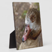 Plaque Photo Canard (Côté)