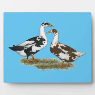 Plaque Photo Canards Ancona Pair