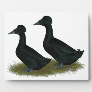 Plaque Photo Canards : Black Crested
