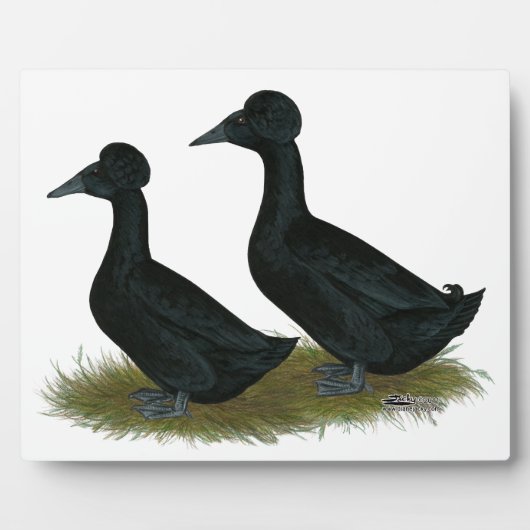 Plaque Photo Canards : Black Crested (Devant)