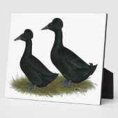 Plaque Photo Canards : Black Crested (Côté)