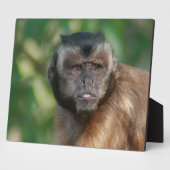 Plaque Photo Capuchin Singe Mignonne Mais Cranky (Côté)