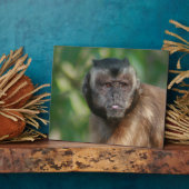 Plaque Photo Capuchin Singe Mignonne Mais Cranky (Côté)