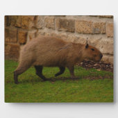 Plaque Photo capybara (Devant)