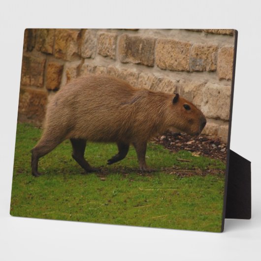 Plaque Photo capybara (Côté)