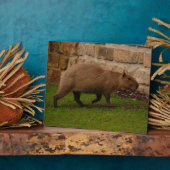 Plaque Photo capybara (Côté)