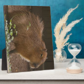Plaque Photo Capybara (Côté)