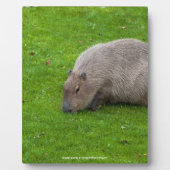 Plaque Photo Capybara Animal Incroyable (Devant)