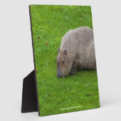 Plaque Photo Capybara Animal Incroyable (Côté)