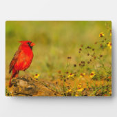 Plaque Photo Cardinal masculin sur le journal (Devant)