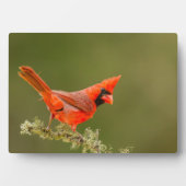 Plaque Photo Cardinal masculin sur le membre (Devant)