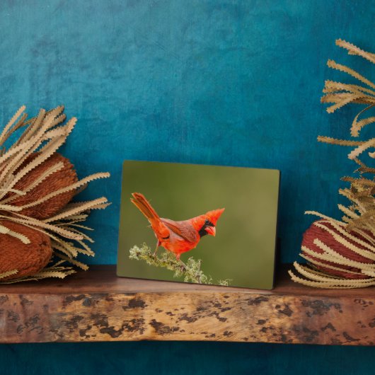 Plaque Photo Cardinal masculin sur le membre (Côté)