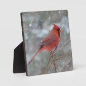 Plaque Photo Cardinal rouge dans la neige (Recto)