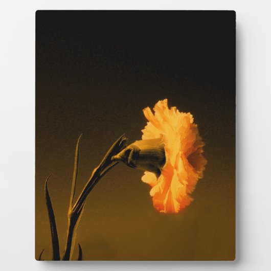 Plaque Photo Carnation (Devant)