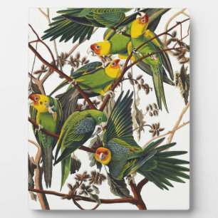 Plaque Photo Carolina Parrot - John James Audubon (1827-1838)