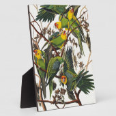 Plaque Photo Carolina Parrot - John James Audubon (1827-1838) (Côté)