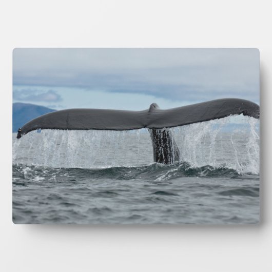 Plaque Photo Cascade (Devant)