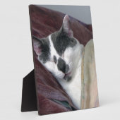 Plaque Photo Cat Napping (Côté)